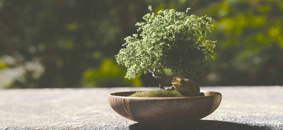 substrat bonsai Bonsaiwonder