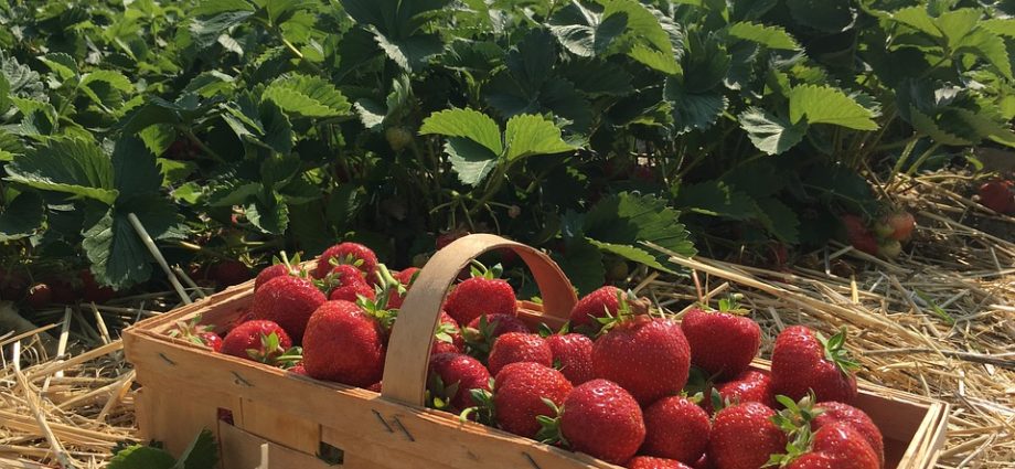 erdbeeren richtig anpflanzen