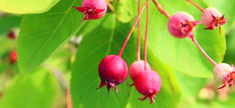 felsenbieren beeren