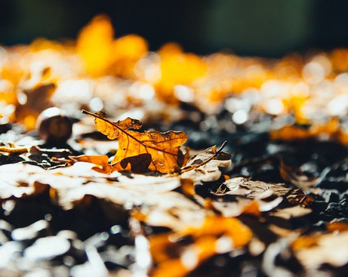 gartenarbeit im herbst