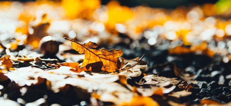 gartenarbeit im herbst