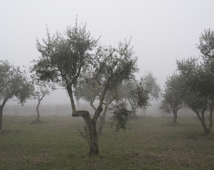 olivenbaum winter