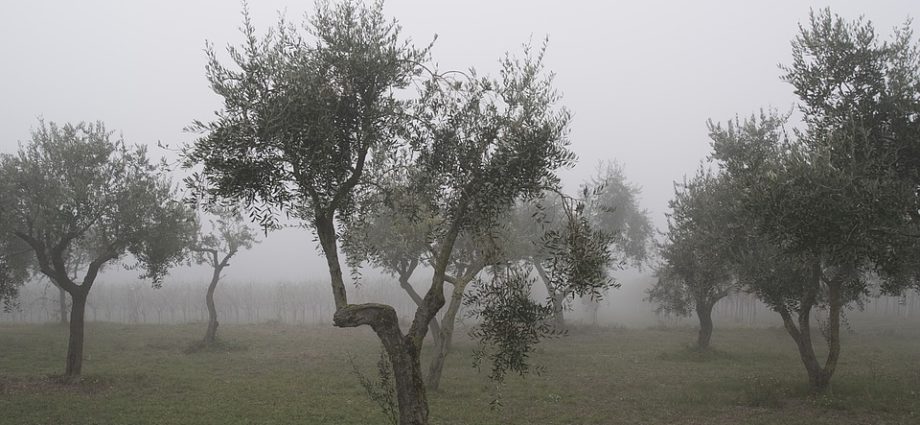 olivenbaum winter