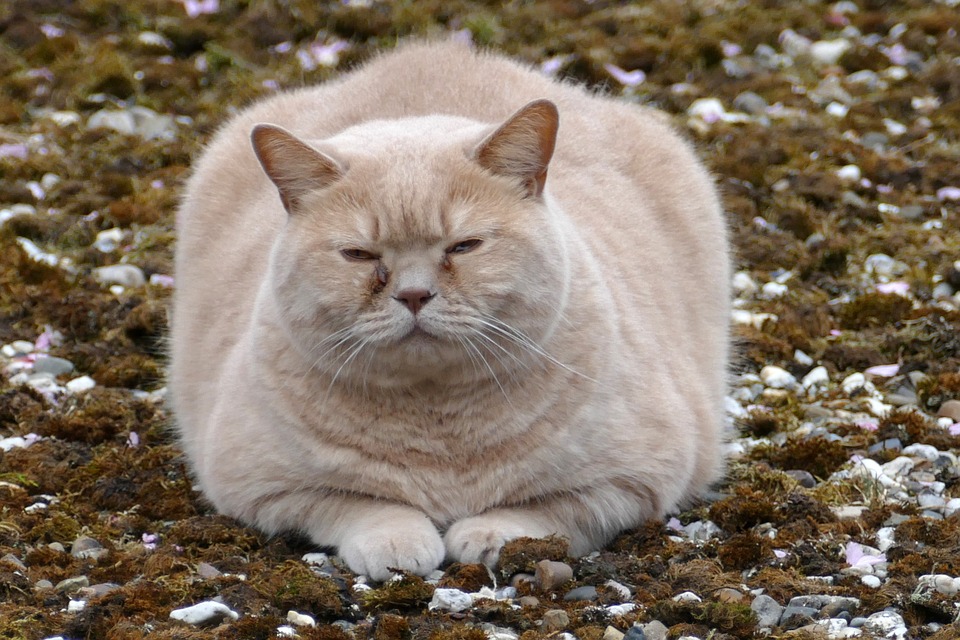 Katzenkot Im Garten Garten247 De