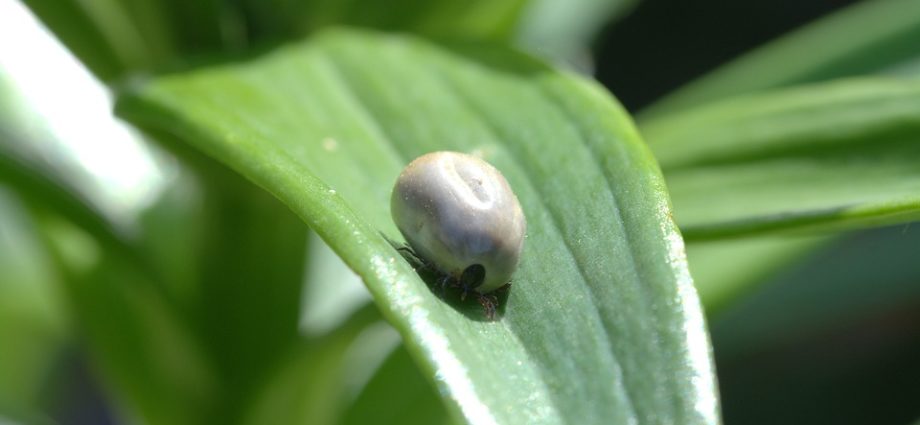 Zecken Im Garten Garten247 De