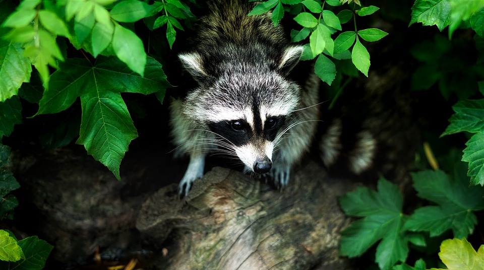 Waschbär vertreiben. Waschbären im Garten, was tun