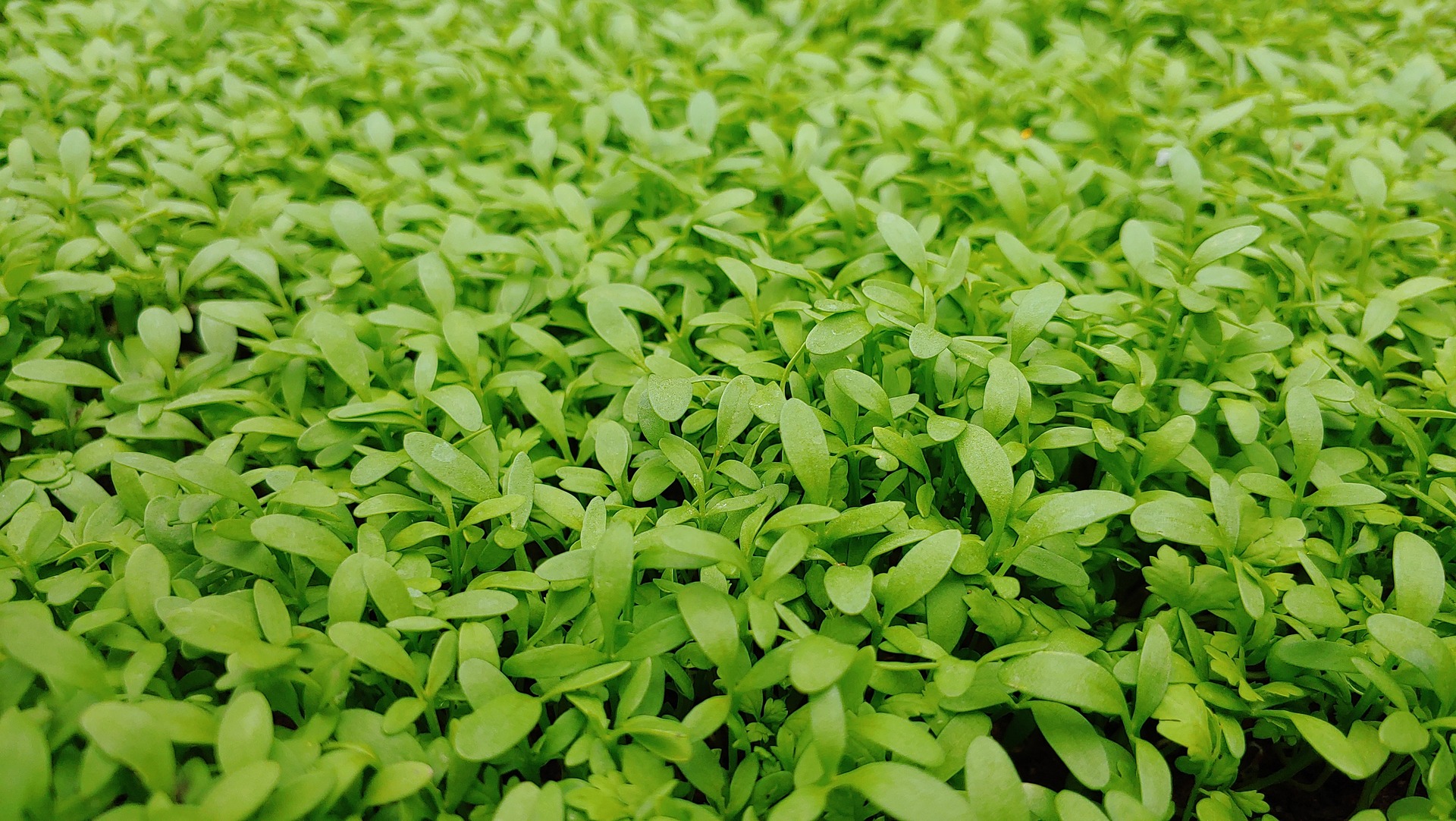 Garten Kresse Alles was du wissen musst!